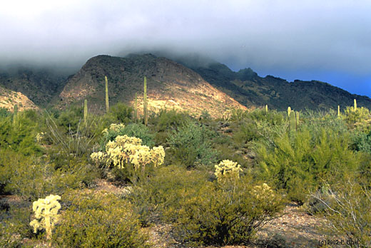 Organ Pipe National Monument - copyright Fred Elbel