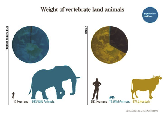 Weight of vertebrate land animals